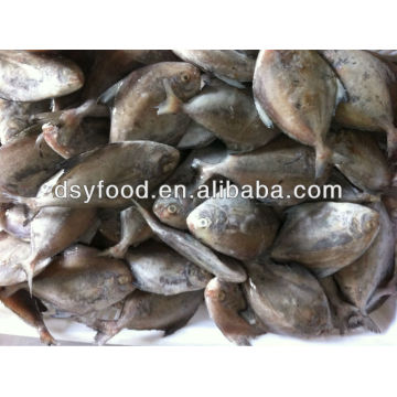 Frozen black pomfret whole fish